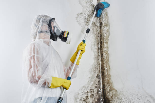 Best Crawl Space Mold Removal  in Loretto, TN