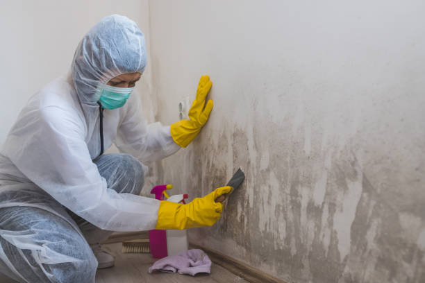 Best Attic Mold Removal  in Loretto, TN