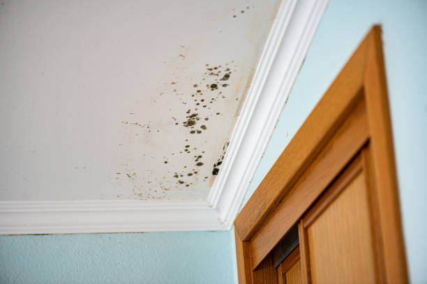 Best Commercial Mold Removal  in Loretto, TN