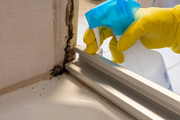 Best Certified Mold Removal  in Loretto, TN