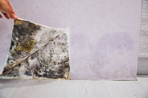 Best Mold Cleaning Services  in Loretto, TN
